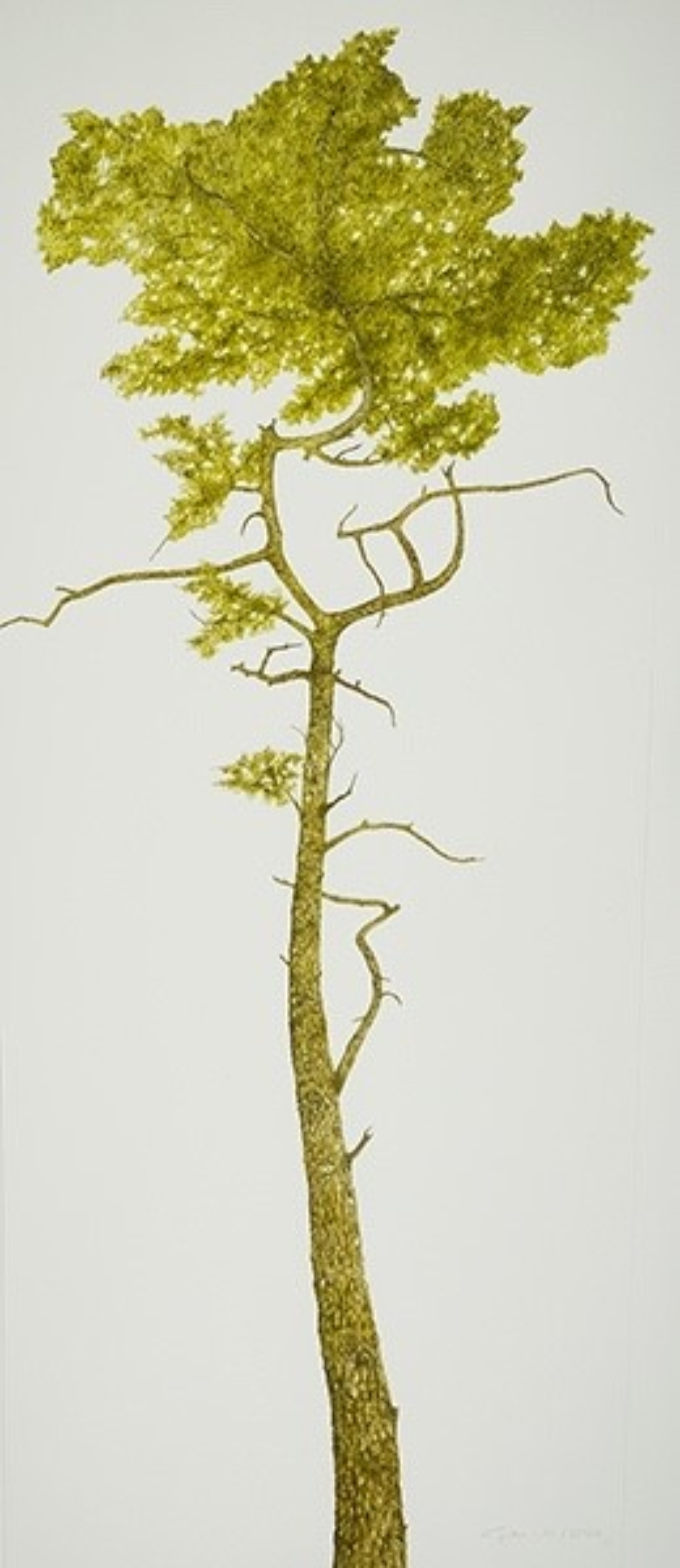 waldfoehre-web